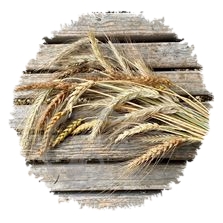 Blés population en mélange