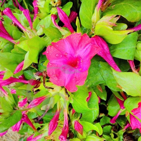 graine et semence Belle de nuit rouge