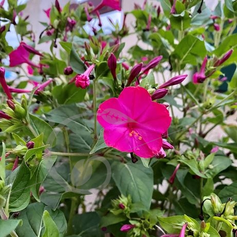 graine et semence Belle de nuit Rose