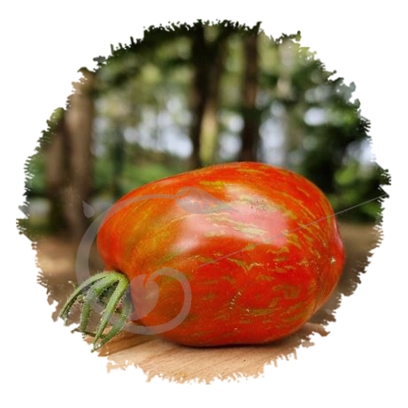 graine et semence Tomate bigarée Boxer rebellion