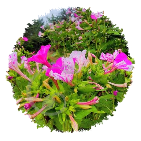 graine et semence Belle de nuit panachée rose et blanche