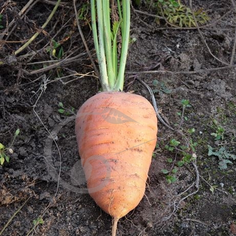 graine et semence Carotte demi-courte obtuse de Guérande