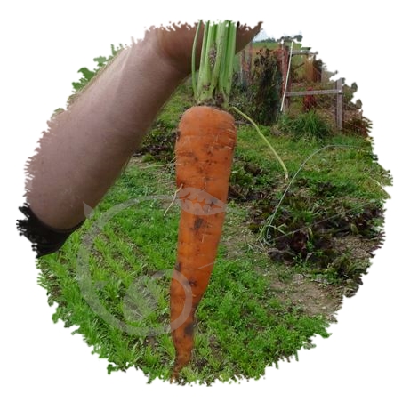 graine et semence Carotte rothild