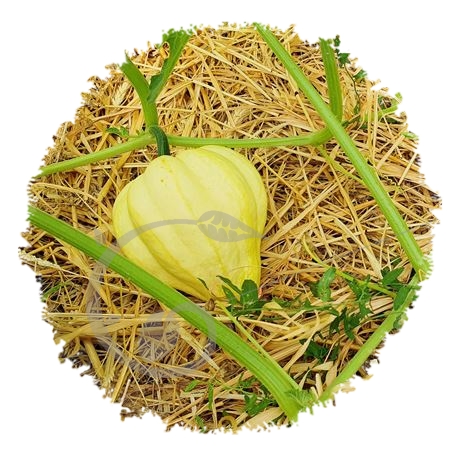 graine et semence Courge acorn jaune Thelma Sanders and sweet potatoes