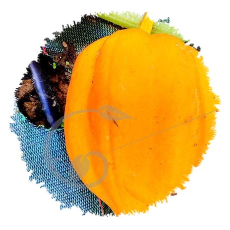 graine et semence Courge acorn orange