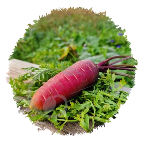 graine et semence Carotte demi-longue rouge sang