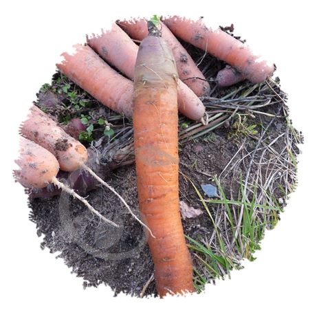 graine et semence Carotte Touchon