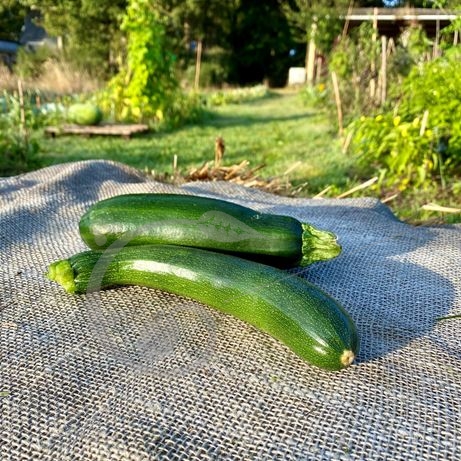 graine et semence Courgette Black Beauty