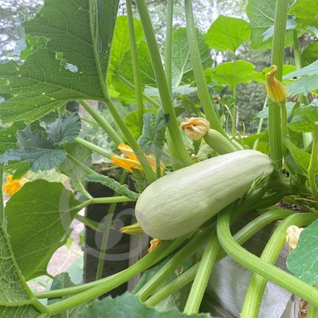 graine et semence Courgette Blanche d'Egypte