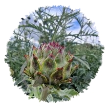 Cardon plein blanc inerme