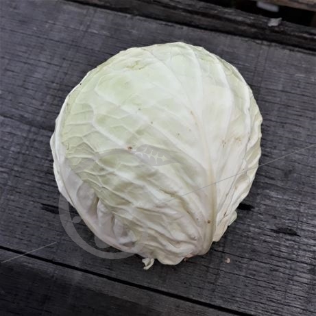 graine et semence Chou cabus blanc bacalan de Limoges