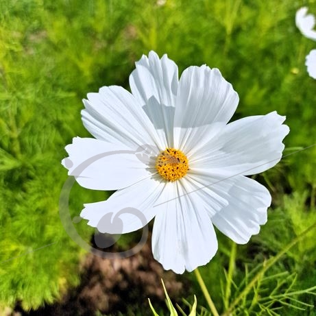 graine et semence Cosmos blanc Psyché Pur