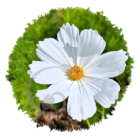 graine et semence Cosmos blanc Psyché Pur