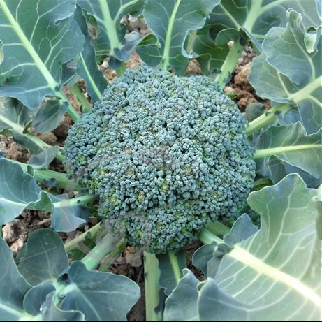 graine et semence Chou brocoli vert Rasmus