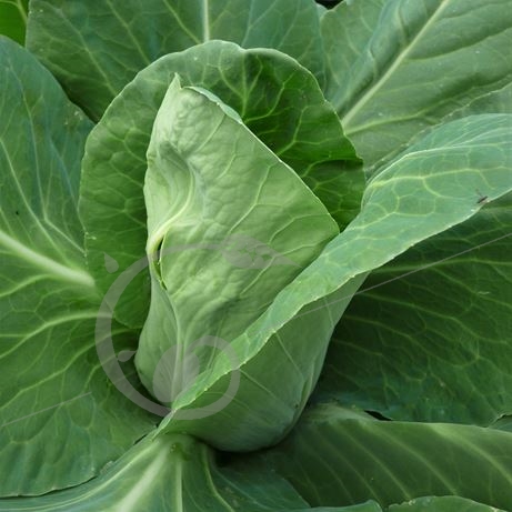 graine et semence Chou cabus blanc cœur de bœuf des Vertus