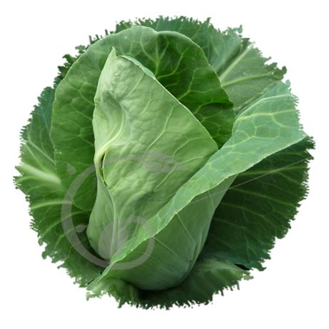 graine et semence Chou cabus blanc cœur de bœuf des Vertus