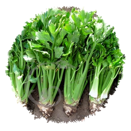 graine et semence Céleri à côtes vert d'Elne sélection Germinance