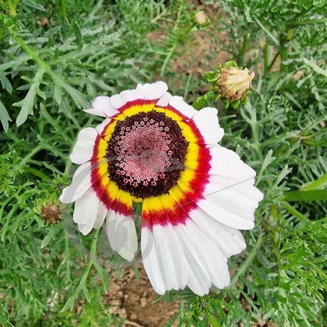 graine et semence Chrysanthème à carène Oeil de chouette + Cockade