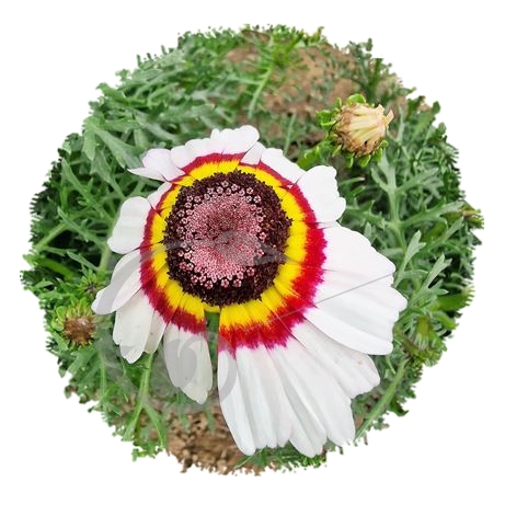 graine et semence Chrysanthème à carène Oeil de chouette + Cockade