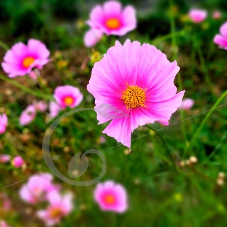 graine et semence Cosmos Daydream