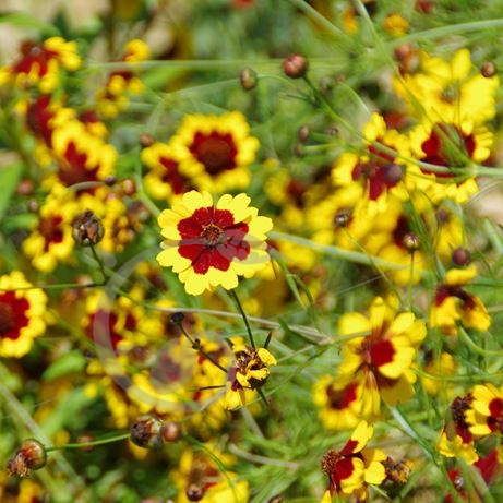 graine et semence Coreopsis des teinturiers