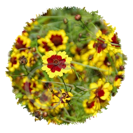 graine et semence Coreopsis des teinturiers