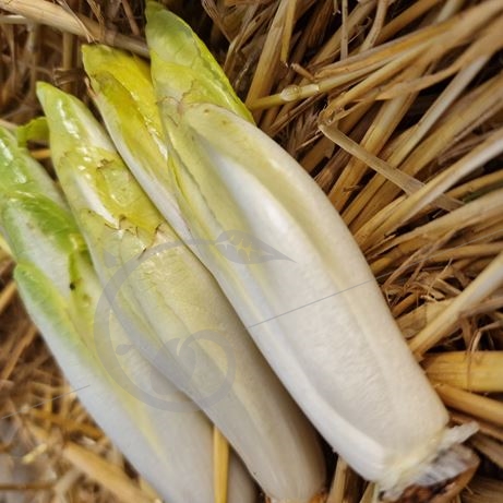 graine et semence Chicorée-endive de Bruxelles Dura