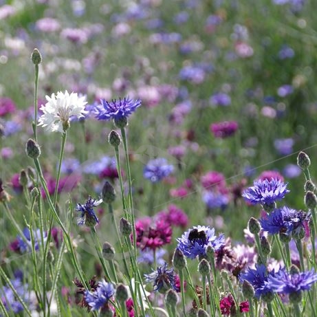 graine et semence Centaurées barbeaux en mélange