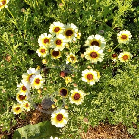 graine et semence Chrysanthème à carène Etoile d'Orient