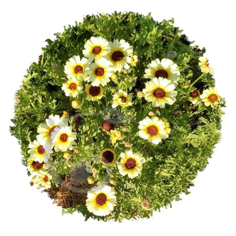 graine et semence Chrysanthème à carène Etoile d'Orient