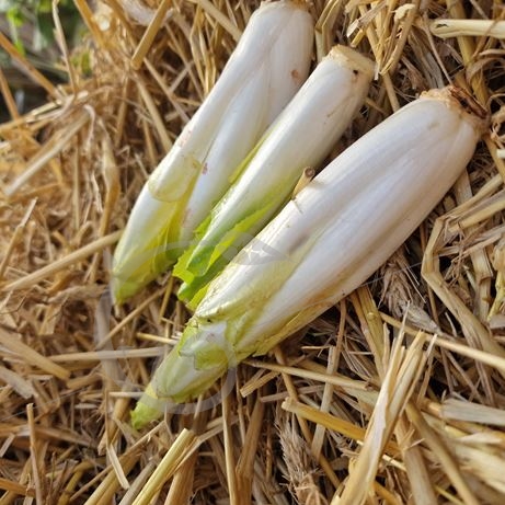 graine et semence Chicorée-endive de Bruxelles Tardivo