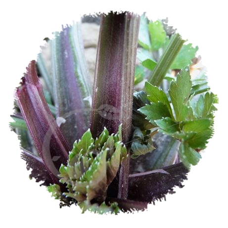 graine et semence Céleri à côtes violet de Tours