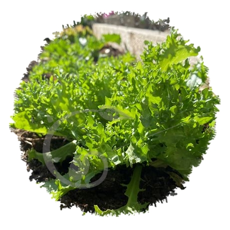 graine et semence Chicorée frisée grosse pommant seule