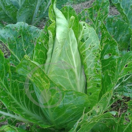 graine et semence Chou cabus blanc Filderkraut