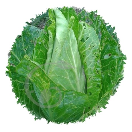 graine et semence Chou cabus blanc Filderkraut