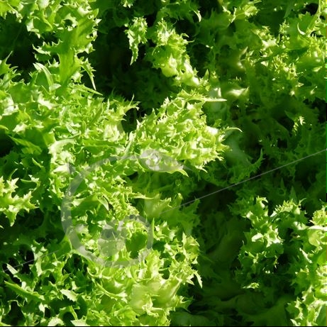 graine et semence Chicorée frisée de Ruffec