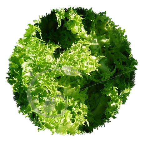 graine et semence Chicorée frisée de Ruffec