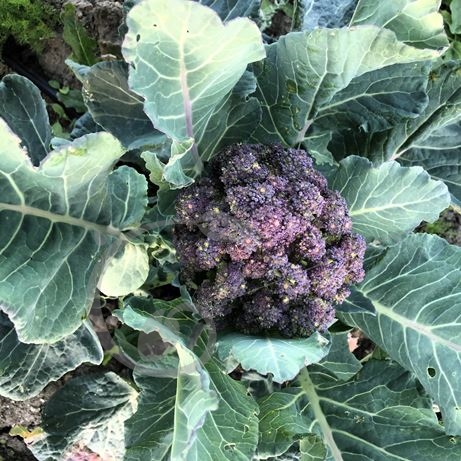 graine et semence Chou-fleur violet
