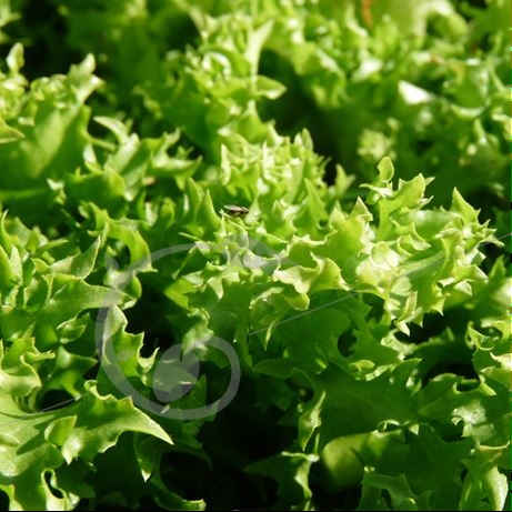 graine et semence Chicorée frisée Wallonne