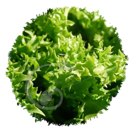graine et semence Chicorée frisée Wallonne