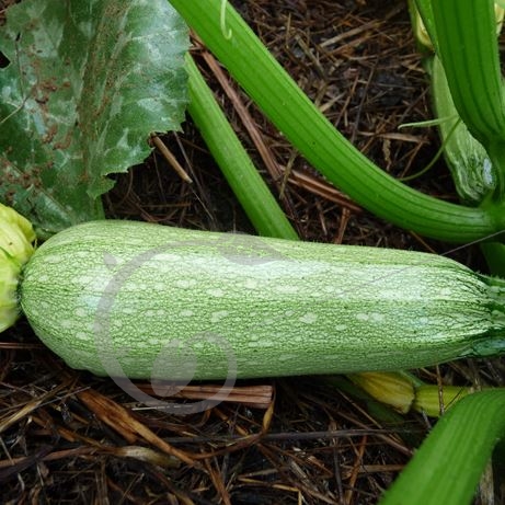 graine et semence Courgette grise d'Alger