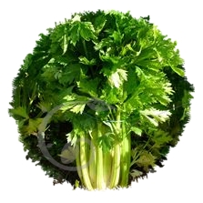 Céleri à côtes géant doré amélioré