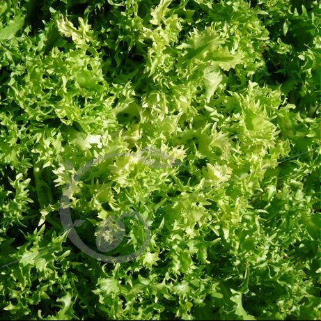 graine et semence Chicorée frisée grosse pancalière