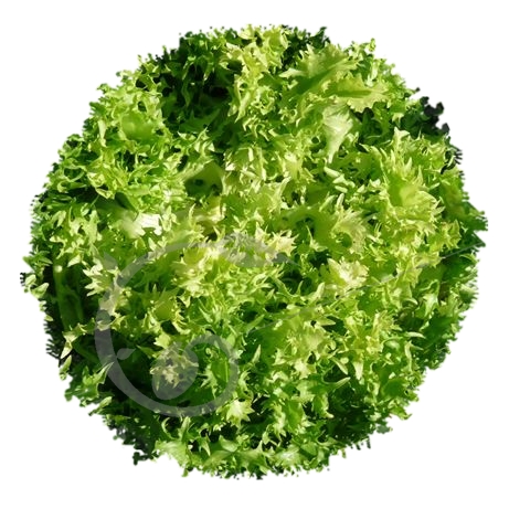 graine et semence Chicorée frisée grosse pancalière
