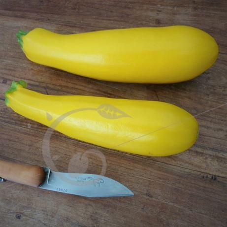 graine et semence Courgette gold rush