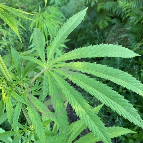 graine et semence Chanvre cultivé