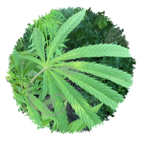 graine et semence Chanvre cultivé