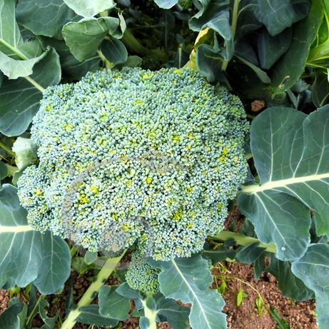 graine et semence Chou brocoli calabrais à jets verts 