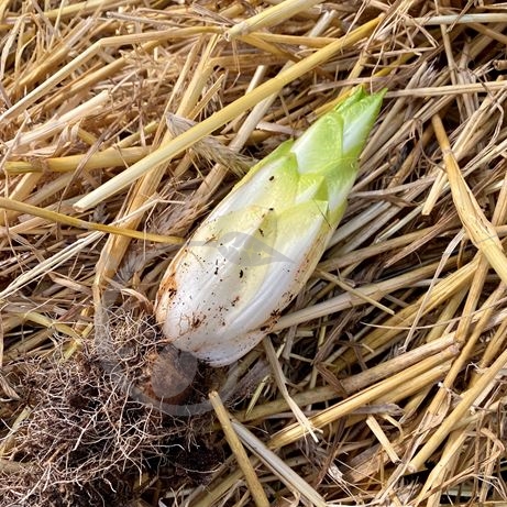graine et semence Chicorée-endive de Bruxelles Macun