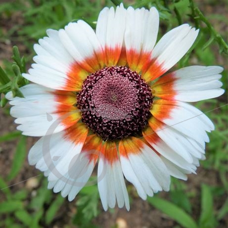 graine et semence Chrysanthèmes à carène en mélange